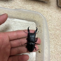 ヒラタクワガタの画像
