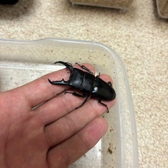 ヒラタクワガタの画像