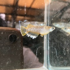 改良メダカ　フロマージュ1ペアの画像