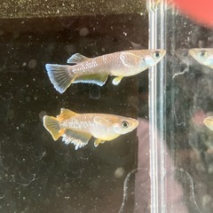 改良メダカ　フロマージュ1ペア