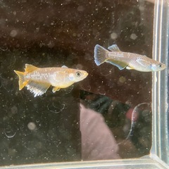 改良メダカ　フロマージュ1ペアの画像