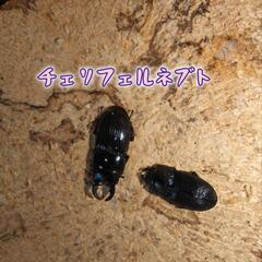 外国産クワガタ幼虫(詳細は説明欄)の画像