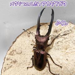 外国産クワガタ幼虫(詳細は説明欄)の画像