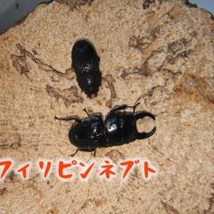 外国産クワガタ幼虫(詳細は説明欄)の画像