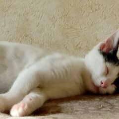 7月27日(日)三鷹で猫の譲渡会🩷新たな子猫特集🩵☄️🪂白黒ブチ...