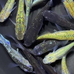 メダカ　20匹 【現物】　ミックス　めだかの画像