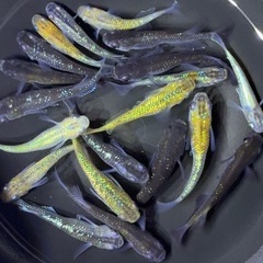 メダカ　20匹 【現物】　ミックス　めだかの画像