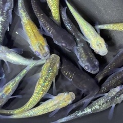 メダカ　20匹 【現物】　ミックス　めだかの画像