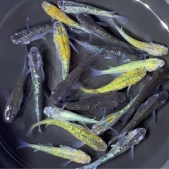 メダカ　20匹 【現物】　ミックス　めだかの画像