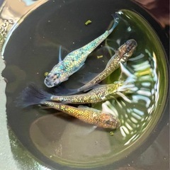 【優雅❗️ヒレ長❗️綺麗なラメ✨】ユリシス✖︎サファイア　鰭長メダカ　稚魚(針子)10匹②の画像
