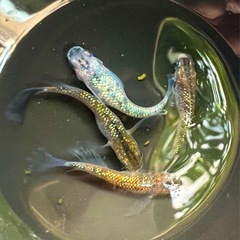 【優雅❗️ヒレ長❗️綺麗なラメ✨】ユリシス✖︎サファイア　鰭長メダカ　稚魚(針子)10匹②の画像