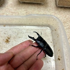 ヒラタクワガタの画像