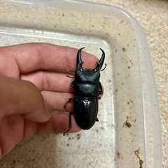 ヒラタクワガタの画像