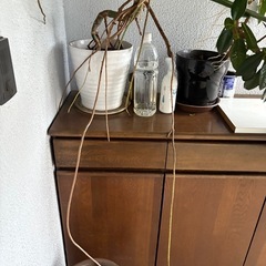 モンステラの画像