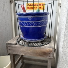 モンステラの画像