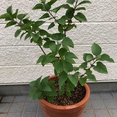 ライラック苗木