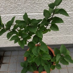 ライラック苗木の画像