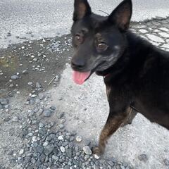 ミックス６歳　メス - 犬