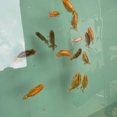 🐟当歳ランチュウ🐟