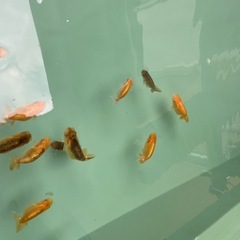 🐟当歳ランチュウ🐟の画像