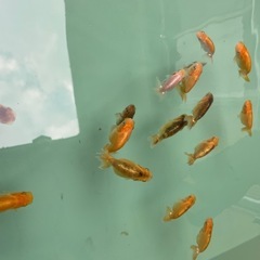 🐟当歳ランチュウ🐟の画像