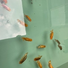 🐟当歳ランチュウ🐟の画像