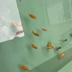 🐟当歳ランチュウ🐟の画像