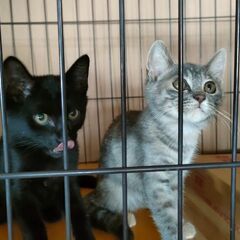 里親募集 子猫3匹（クロ・グレーの斑・キジ白）