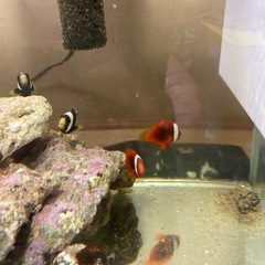 ハマクマノミ　ワイルドの画像