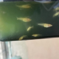 受付中🔴若魚5匹 ハイビスカス めだか 人気のメダカ ヒカリ体型 可愛い メダカ残り2  の画像