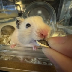 キンクマハムスター、里親見つかりました！！