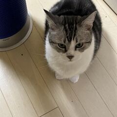 マンチカン８歳オス　