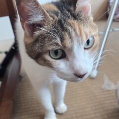 ミックス　11歳　メス