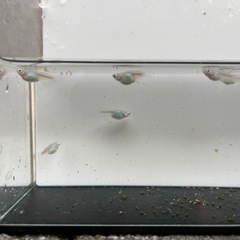 メダカ　深海(ダルマ因子あり)
の画像