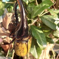 ヘラクレスオオカブトムシ幼虫の画像