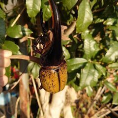 ヘラクレスオオカブトムシ幼虫の画像