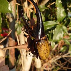 ヘラクレスオオカブトムシ幼虫の画像