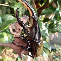 ヘラクレスオオカブトムシ幼虫の画像