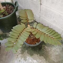 メキシコザミア(ソテツ)の画像