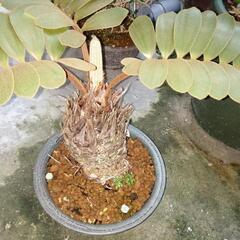 メキシコザミア(ソテツ)の画像