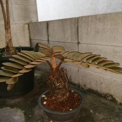 メキシコザミア(ソテツ)の画像
