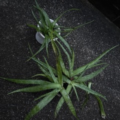 アロエベラ苗　中サイズの画像