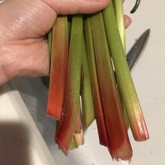 ルバーブ　美味しいよの画像