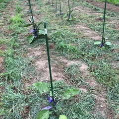 7/20(日) 9時〜 農作業(自然栽培)お手伝い。野菜お…