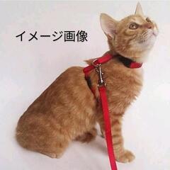 【7月末まで】抜けにくいハーネスの画像