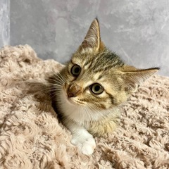 毛色明るめ性格も明るめキジ白くん