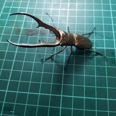 メタリフェルホソアカクワガタ②の画像