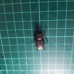 メタリフェルホソアカクワガタ②の画像