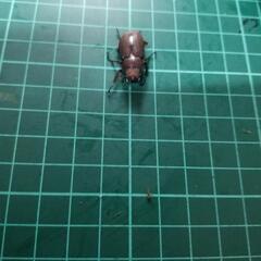 メタリフェルホソアカクワガタ②の画像