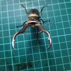 メタリフェルホソアカクワガタ②の画像